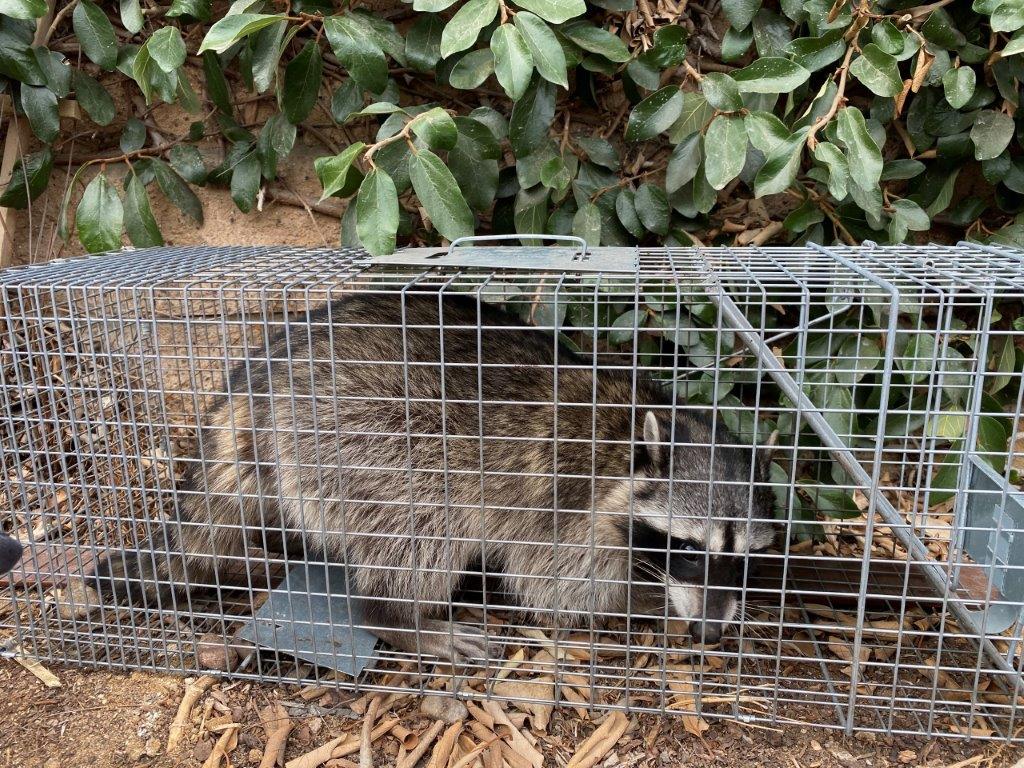 Las Vegas raccoon trapping